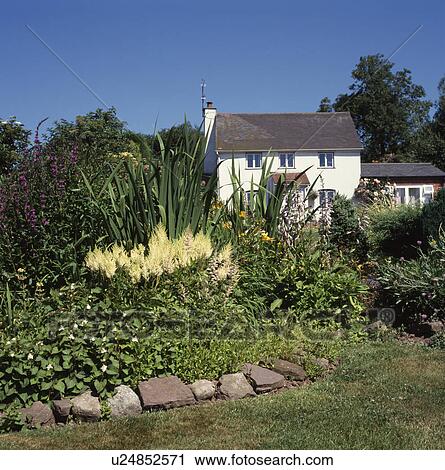 Stock Image - Aruncus border of garden in front of white cottage. Fotosearch