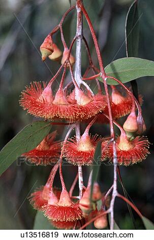 Stock Photo - Australian shrub with red flowers and stems. Fotosearch