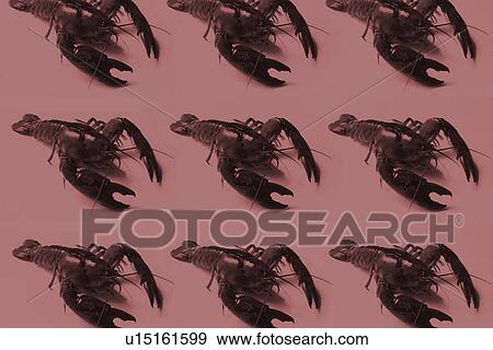 backgrounds, pink, lobsters, patterns, brown View Large Photo Image Stock Photo - backgrounds, pink, lobsters, patterns, brown. Fotosearch