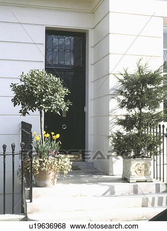 Bay tree and conifer in pots on either side of black front door View Large Photo Image Stock Photo - Bay tree and conifer in pots on either side of black front door. Fotosearch
