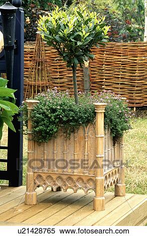 Bay tree in square container View Large Photo Image Stock Photography - Bay tree in square container. Fotosearch