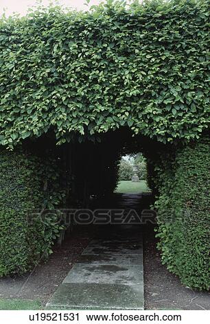 Beech hedge with view through arched tunnel View Large Photo Image Stock Image - Beech hedge with view through arched tunnel. Fotosearch