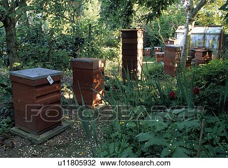 Beehives in large organic country garden View Large Photo Image Stock Image - Beehives in large organic country garden. Fotosearch