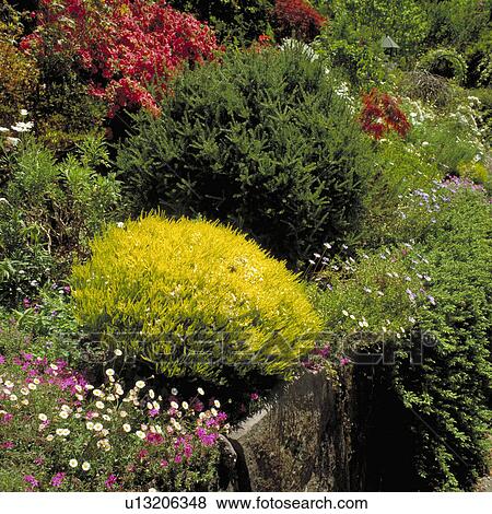 Bellis and small conifer shrubs in raised garden border View Large Photo Image Stock Photo - Bellis and small conifer shrubs in raised garden border. Fotosearch