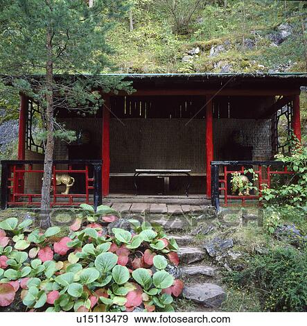 Bergenia beside rustic stone steps to Japanese summerhouse in large country garden View Large Photo Image Stock Photo - Bergenia beside rustic stone steps to Japanese summerhouse in large country garden. Fotosearch