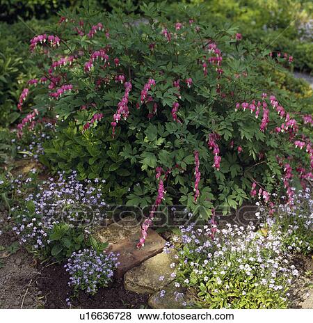 Stock Photo - Bleeding heart in a border edged with forget-me-not.. Fotosearch