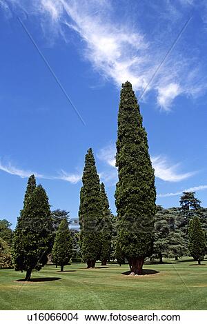 Picture - Blenheim Palace, Woodstock, near Oxford, Oxfordshire, England. Trees in arboretum.. Fotosearch