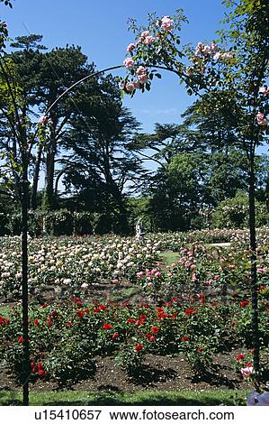 Blenheim Palace, Woodstock, near Oxford, Oxfordshire, England. Rose Garden. View Large Photo Image Stock Photo - Blenheim Palace, Woodstock, near Oxford, Oxfordshire, England. Rose Garden.. Fotosearch