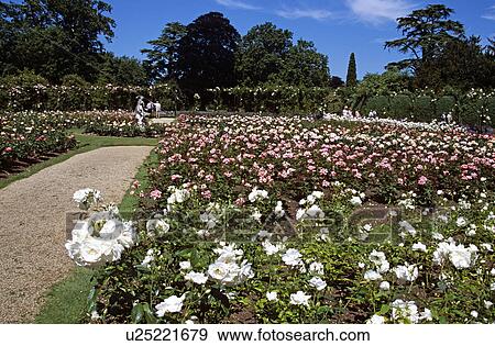Stock Photo - Blenheim Palace, Woodstock, near Oxford, Oxfordshire, England. Rose Garden.. Fotosearch