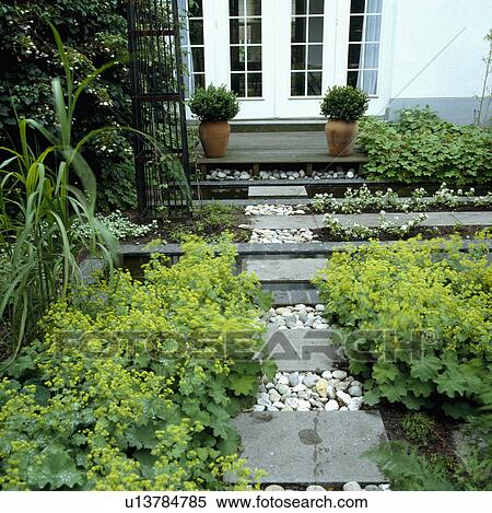 Block and peeble path to decking outside French windows small beds with lady's mantle tall grasses and a climbing hydrangea View Large Photo Image Stock Photography - Block and peeble path to decking outside French windows small beds with lady's mantle tall grasses and a climbing hydrangea . Fotosearch