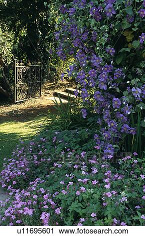 Stock Image - Blue clematis growing above pink geraniums in country garden in summer. Fotosearch