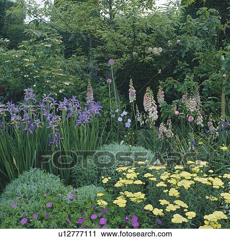 Stock Image - Blue iris with yellow achillea and pink foxgloves in flowering borders in country garden in summer. Fotosearch