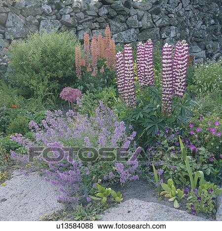 Blue nepeta and pink lupins in summer garden border View Large Photo Image Stock Photo - Blue nepeta and pink lupins in summer garden border. Fotosearch