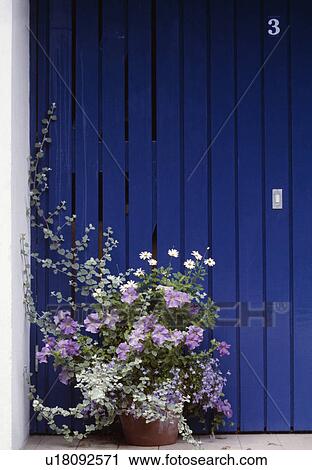 Stock Image - Blue painted wooden front door with container of mauve, grey and white flowers & foliage.. Fotosearch
