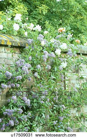 Blue solanum on stone wall in country garden in summer View Large Photo Image Stock Image - Blue solanum on stone wall in country garden in summer. Fotosearch