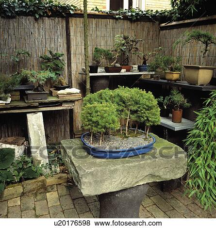 bonsai, interior, interiors, garden View Large Photo Image Stock Photo - bonsai, interior, interiors, garden. Fotosearch