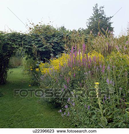 Stock Image - Border of flowering plants in country garden in late summer. Fotosearch