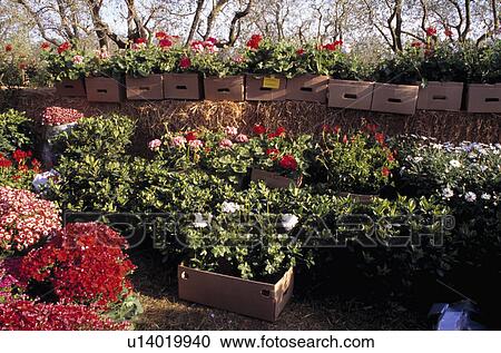 Stock Image - Boxes of plants in commercial nursery garden. Fotosearch