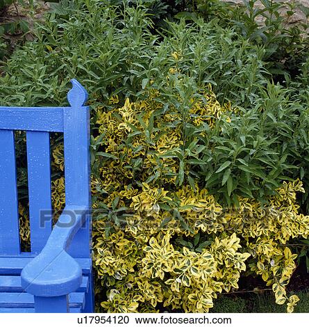 Stock Image - Bright blue bench and variegated escallonia. Fotosearch