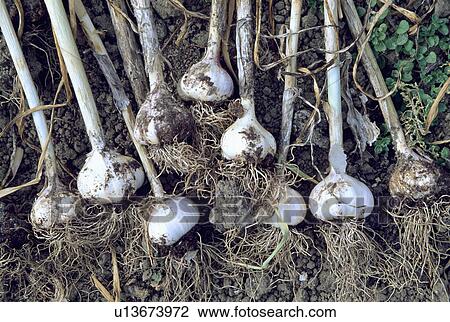 bulbs, garlic, plants View Large Photo Image Stock Image - bulbs, garlic, plants. Fotosearch