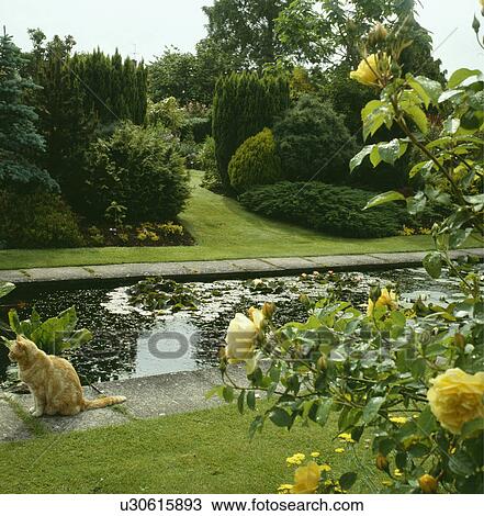 Stock Image - Cat beside rectangular pond in country garden. Fotosearch