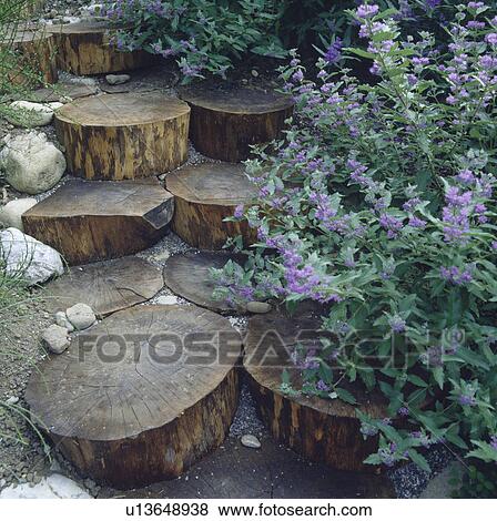 Stock Photo - Circular log steps and nepeta. Fotosearch