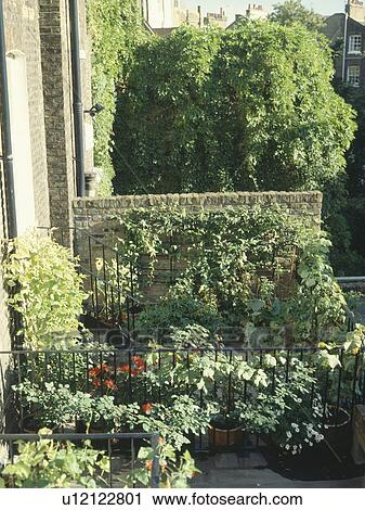 Stock Image - Climbers and plants in pots on balcony of townhouse. Fotosearch