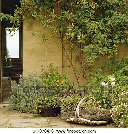 Stock Image - Climbers and plants on wall in country garden. Fotosearch