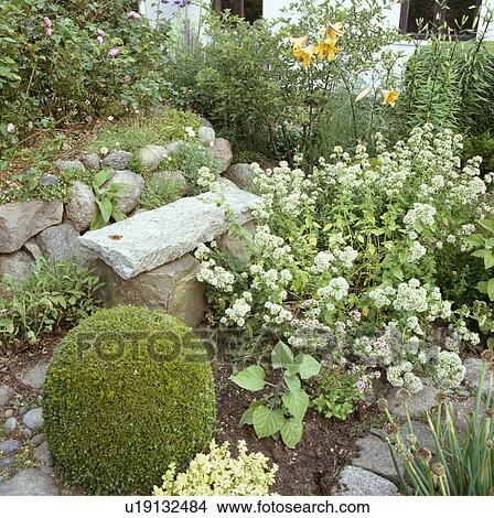 Clipped box ball and stone seat beside white valerian in country garden in summer View Large Photo Image Picture - Clipped box ball and stone seat beside white valerian in country garden in summer. Fotosearch