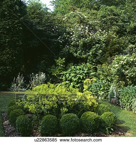 Stock Photography - Clipped box balls and alchemilla mollis in country garden in summer. Fotosearch