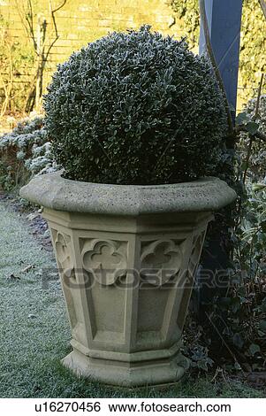 Stock Photograph - Clipped box in stone pot in country garden in winter. Fotosearch