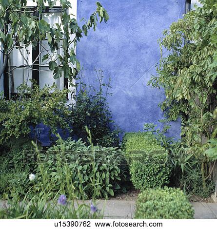 Stock Image - Clipped box shrubs against blue wall in small garden in summer. Fotosearch