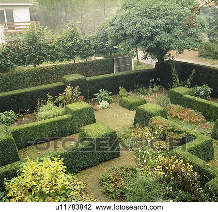 Clipped box shrubs in formal town garden View Large Photo Image Stock Image - Clipped box shrubs in formal town garden. Fotosearch