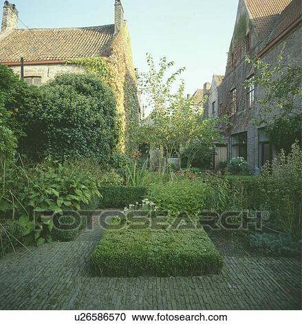 Clipped box shrubs in formal town garden View Large Photo Image Stock Image - Clipped box shrubs in formal town garden. Fotosearch