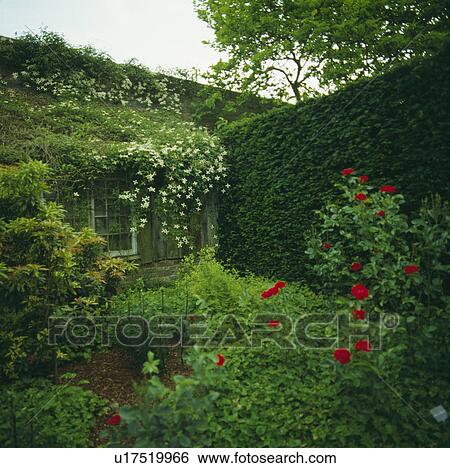 Clipped hedge in country garden in summer View Large Photo Image Stock Photograph - Clipped hedge in country garden in summer. Fotosearch