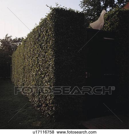 Stock Photo - Clipped hedge in large country garden. Fotosearch