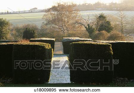 Clipped hedges in large country garden in winter View Large Photo Image Stock Photography - Clipped hedges in large country garden in winter. Fotosearch