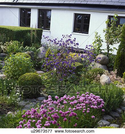 Stock Photo - Clipped shrubs and pink chives in front garden of cottage in summer. Fotosearch
