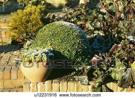 Clipped topiary and terracotta pot in winter garden View Large Photo Image Stock Photograph - Clipped topiary and terracotta pot in winter garden. Fotosearch