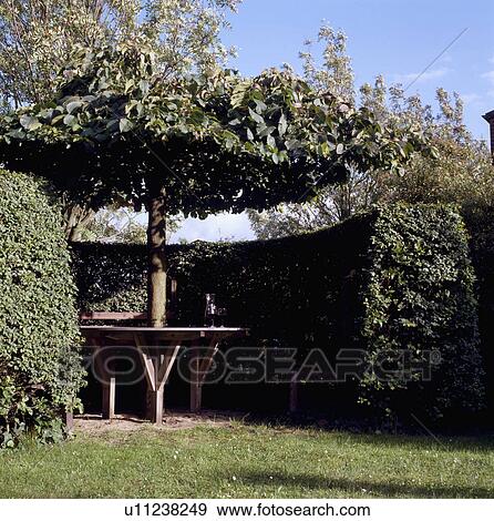 Stock Photo - Clipped tree above circular patio enclosed by clipped hedge in country garden in summer. Fotosearch