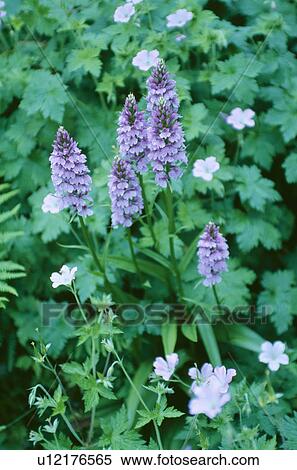 Cloose-up of blue muscari growing through pale blue geranium View Large Photo Image Stock Photography - Cloose-up of blue muscari growing through pale blue geranium. Fotosearch