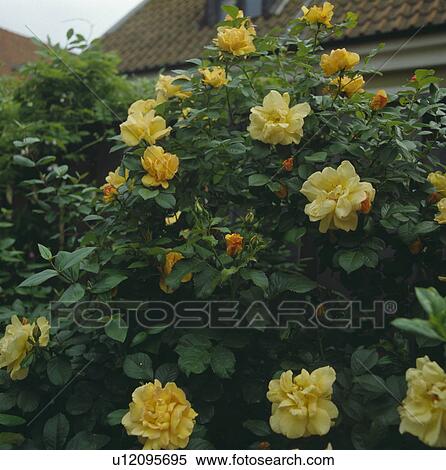 Close of yellow climbing rose. View Large Photo Image Stock Photography - Close of yellow climbing rose.. Fotosearch