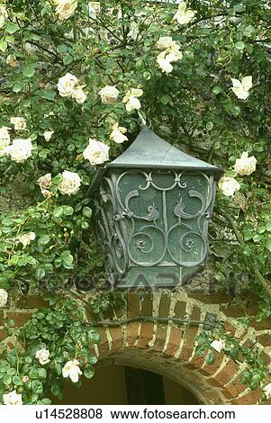 Close-up fo white roses and glass lantern above arch View Large Photo Image Stock Photo - Close-up fo white roses and glass lantern above arch. Fotosearch