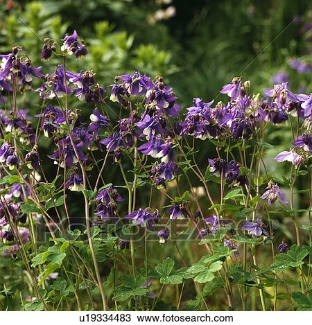 Close up of a blue and white columbine. View Large Photo Image Stock Image - Close up of a blue and white columbine.. Fotosearch