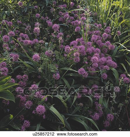Stock Image -  Close up of a mat of phliopsis. Fotosearch