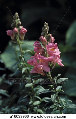 Close up of a pink snapdragon. View Large Photo Image Stock Photograph - Close up of a pink snapdragon.. Fotosearch