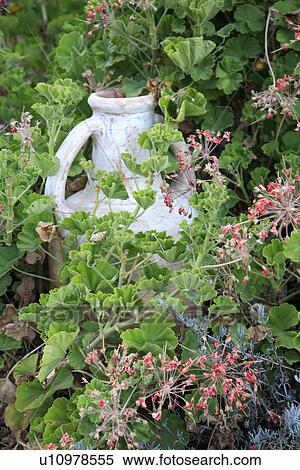 Stock Photography - Close up of amphora with pelargoniums. Fotosearch