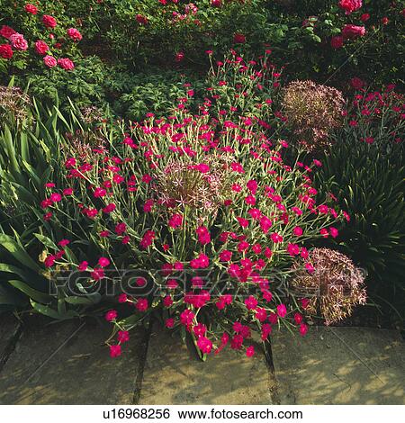 Close up of an early summer perennial border with alliums, lychnis and roses View Large Photo Image Stock Photograph - Close up of an early summer perennial border with alliums, lychnis and roses . Fotosearch