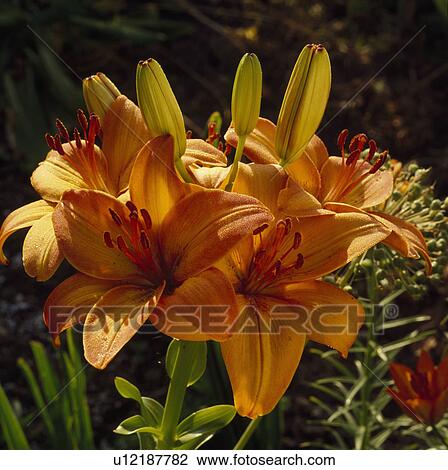 Stock Image - Close up of an orange lilyin sunlight.. Fotosearch