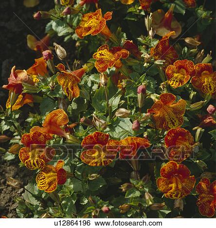 Stock Photograph - Close -up of an orange speckled mimulus.. Fotosearch